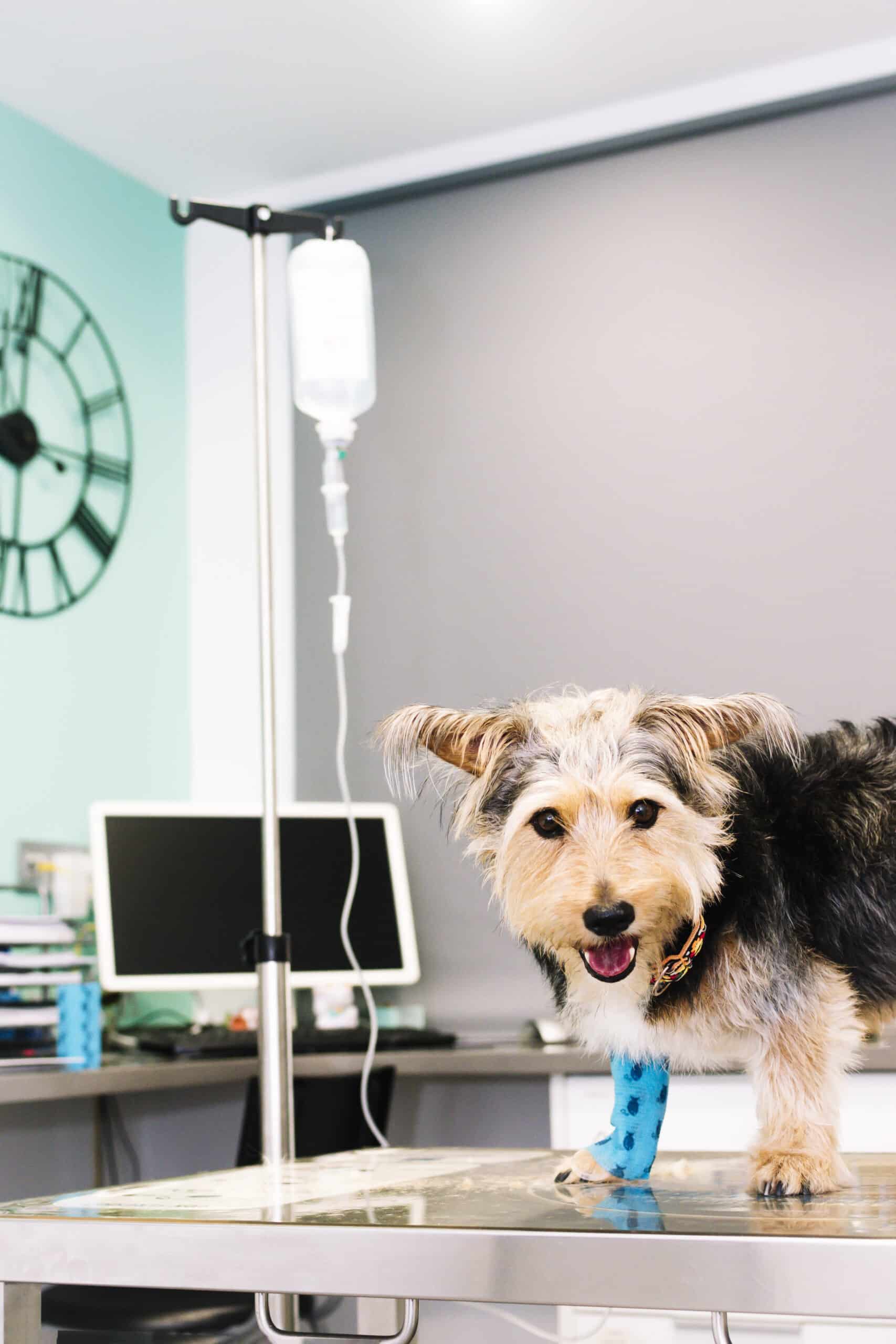 Découvrez nos services dans notre clinique vétérinaire à Saint-Laurent-du-Var
